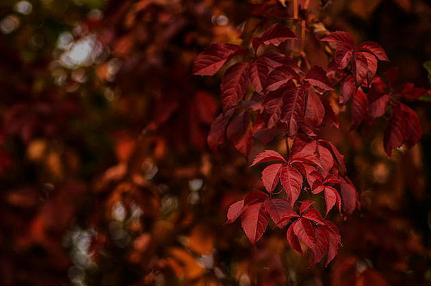 背景颜色为深红色、黑色、秋天的野生葡萄叶子