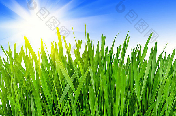 春天绿色草蓝色的天空明亮的太阳阳光明媚的一天