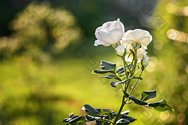 在阳光明媚的日子里，玫瑰在花园里绽放