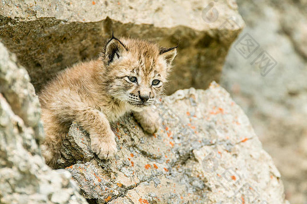 美国蒙大拿州博兹曼，西伯利亚猞猁小猫爬上岩石。圈养动物。范围从亚洲北部和中部到西伯利亚。他们最初有