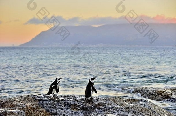 非洲企鹅spheniscus德梅勒斯非洲企鹅海岸晚上《暮光之城》红色的日落天空