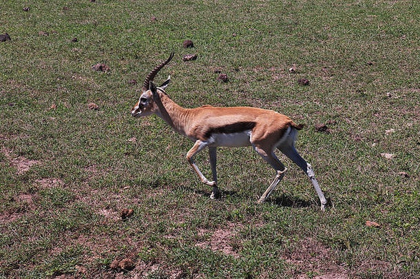 非洲肯尼亚和坦桑尼亚野生动物园中的羚羊