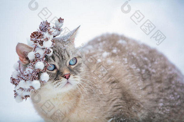 冬季户外戴着圣诞花环的猫的肖像