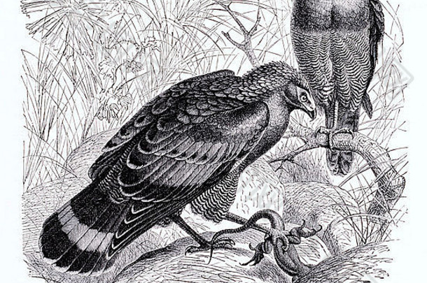非洲裸颊鹰和许多分区<strong>鸣笛</strong>鹰