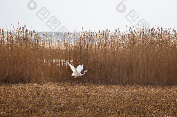 美丽的白色鹭飞行海岸湖已经