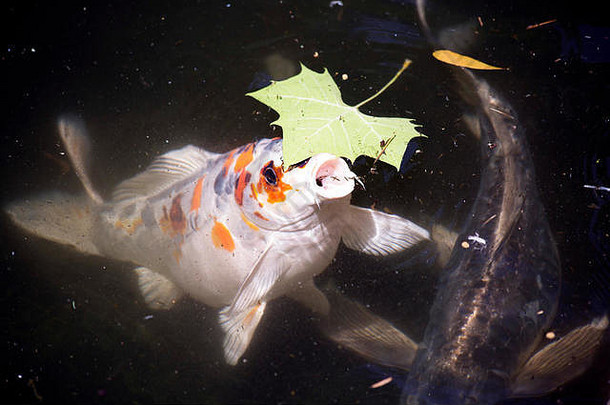 锦鲤（Cyprinus carpio），也称为西池，游向水面上的食物颗粒