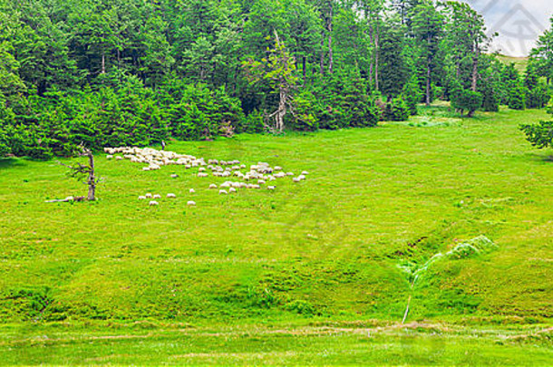 罗马尼亚塞门尼克山脉阿尔卑斯山脉的羊群。