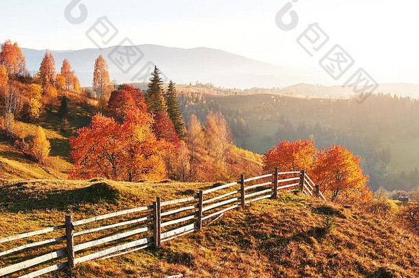 秋天，阳光明媚的午后是桦树林。秋天的风景。乌克兰。