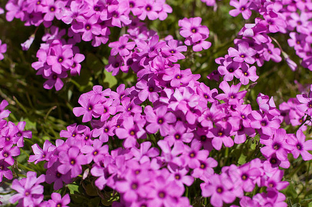 粉红色的紫草在春天开花