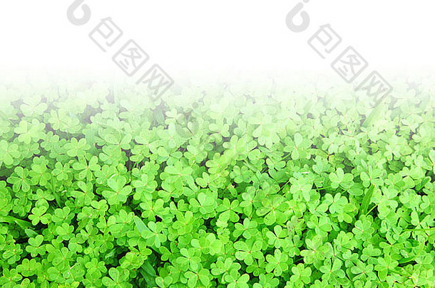 绿色三叶草假日边框，圣帕特里克节装饰，与文本空间隔离在白色背景上