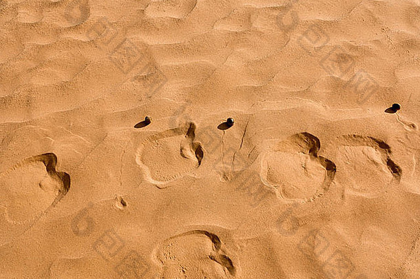 沙子上骆驼脚印的特写镜头，还有一些骆驼粪便