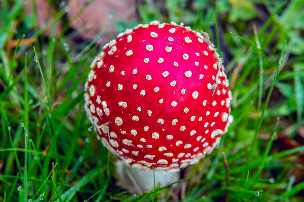 飞木耳蘑菇明亮的红色的白色点