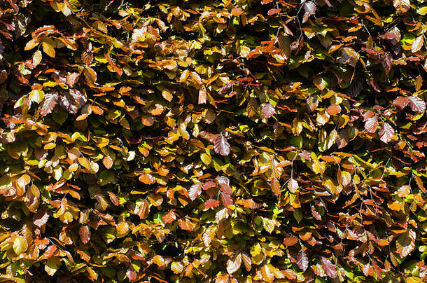 树篱里的棕色叶子
