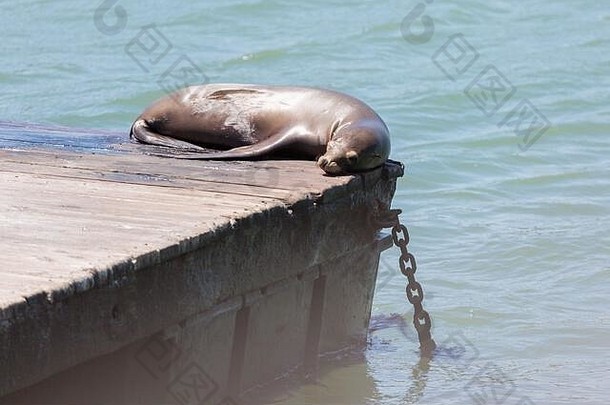 懒惰的海豹休息<strong>码头</strong>浮筒加州的太阳