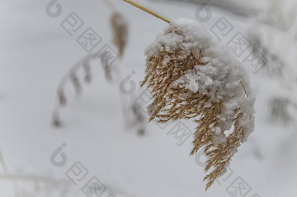 大的下垂的棕色草籽头，在雪地背景下覆盖着雪