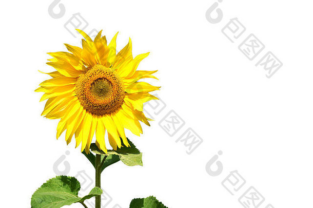 一株孤立的亮黄色向日葵，绿叶，白色背景，有<strong>文案</strong>空间，用于花卉或园艺<strong>主题</strong>和概念