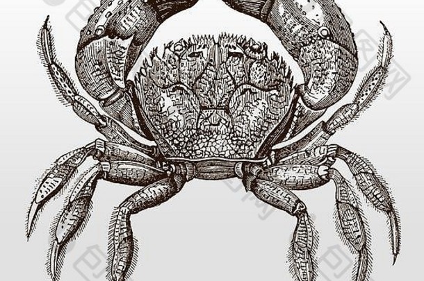 霍格黄色的蟹埃里菲亚疣状前视图古董插图世纪