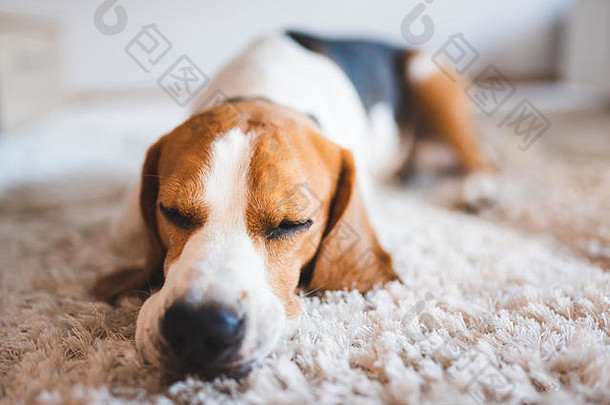小猎犬品种睡在地毯上
