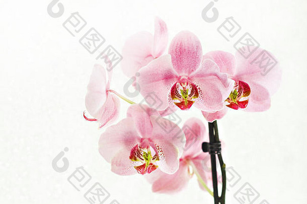 白色背景上有一束粉红色的兰花和蝴蝶兰。