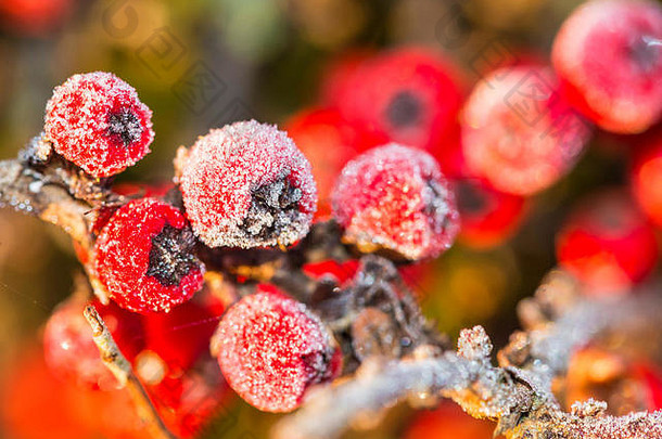 宏拍摄红色的车轮棠浆果覆盖霜