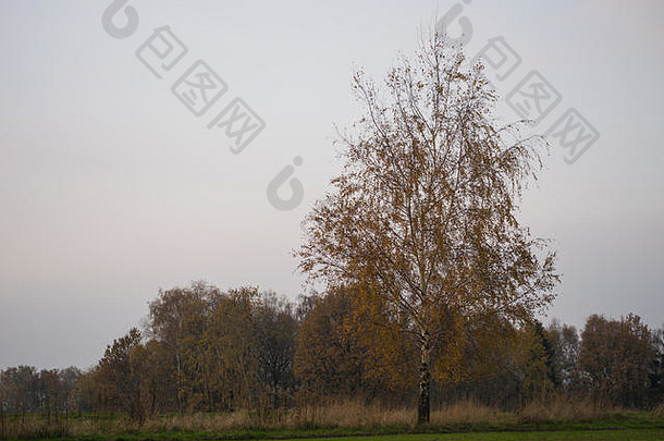 树在秋天的阳光下。纳图拉2000年，波兰哥布维兹，欧洲。2017年11月6<strong>日</strong>，波兰金秋的又一个阳光明媚的<strong>日</strong>子。全色调的树木。天气鼓励人们以积极的方式消磨时间。信贷：w<strong>124</strong>merc/Alamy Liv