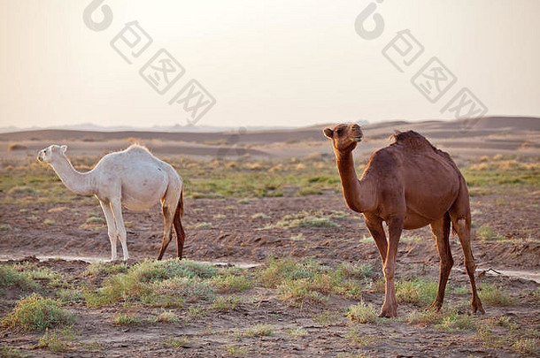 集团单峰骆驼骆驼求单峰骆驼马拉贾布沙漠日出伊斯法山伊朗