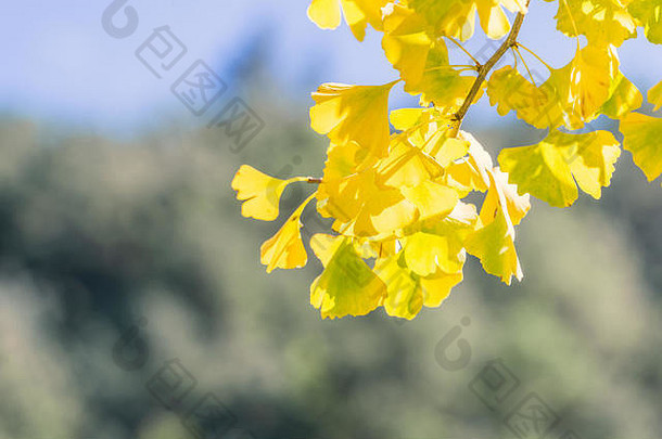 设计理念——美丽的黄色银杏、银杏树叶在秋天阳光明媚的日子里，有阳光、特写、波克、模糊的背景。
