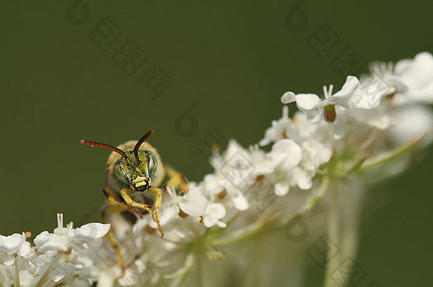 淡绿色金属蜂（Agapostemon virescents）