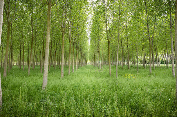 白杨树纸浆用平原森林树木种植意大利
