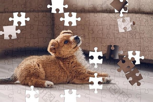 各种各样的拼图谜题美丽的可爱的小狗说谎明亮的地板上公寓提升头