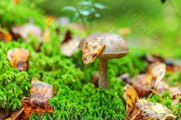 在苔藓秋天的森林背景下，有褐色帽子的可食用小蘑菇。自然环境中的真菌。大蘑菇宏观特写。鼓舞人心的自然<strong>夏秋</strong>景观