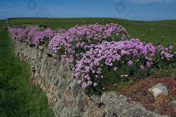 干石墙，粉色花朵Armeria Marine rubrifolia，Baggy Point，Croyde，德文郡