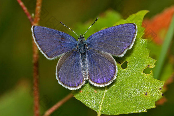 普通的蓝蝴蝶