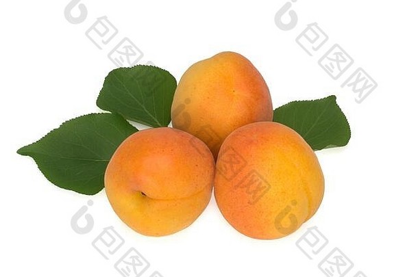 白色背景上分离的新鲜杏果和杏叶
