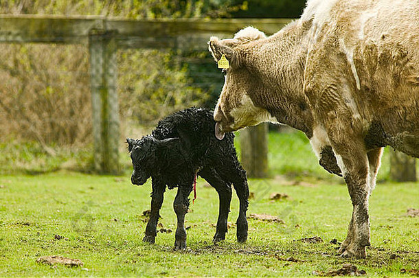 牛小腿牛年轻的出生动物品种繁殖妈妈。舔畜牧业