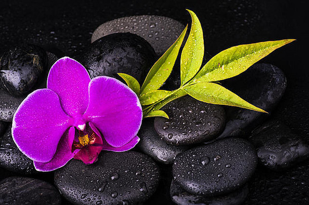 水疗。一组黑色的石头，有紫色的兰花和叶子，背景为深色