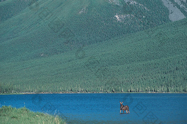 加拿大不列颠哥伦比亚省马斯克瓦-凯奇卡蓝湖的小驼鹿