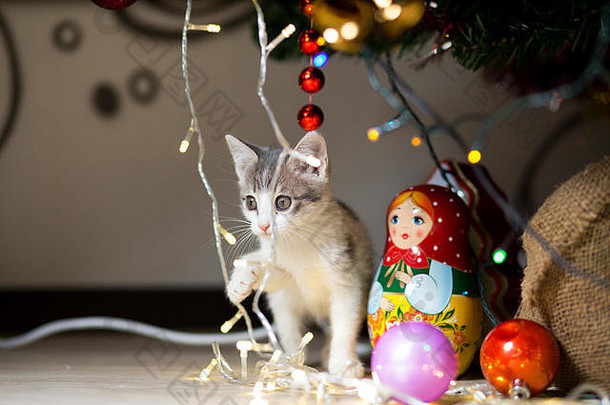 小猫在戴着花环的圣诞树下玩耍