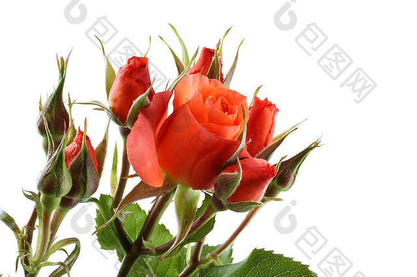 花束小橙色玫瑰孤立的白色背景