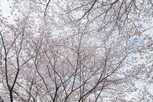 景观日本白色樱桃花朵宽角