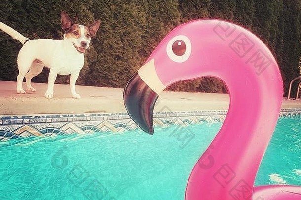 快乐狗站在游泳池边充气粉红色的火烈鸟玩具浮动户外游泳池