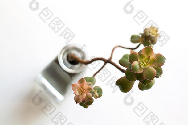 Aeonium猕猴桃多汁的植物孤立的白色高角视图