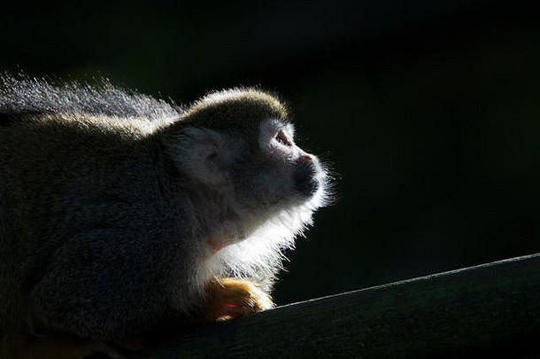 松鼠猴子saimiri俘虏肖像关闭轮廓坐着分支隐藏叶子树