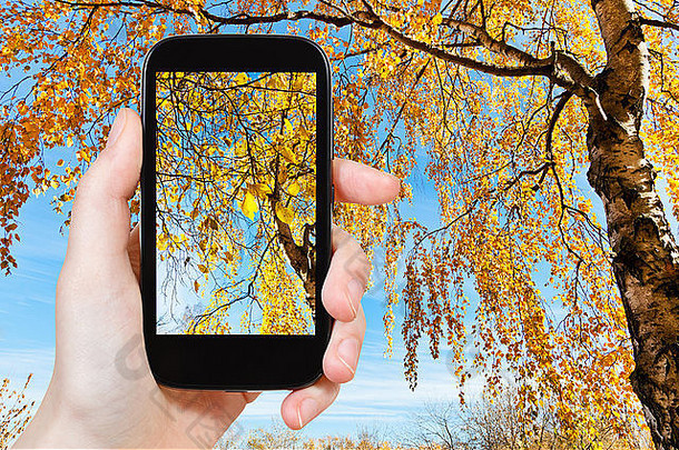 自然概念<strong>旅游照片</strong>图片黄色的桦木阳光明媚的秋天一天智能手机