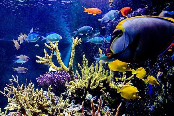 珊瑚礁热带鱼