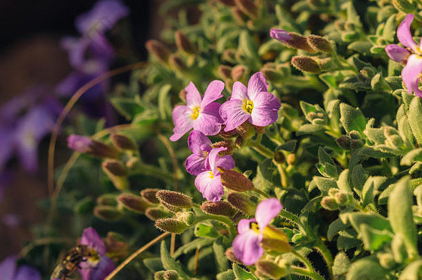 花aubrietia特写镜头紫色的背景叶子