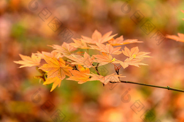 秋天颜色自然