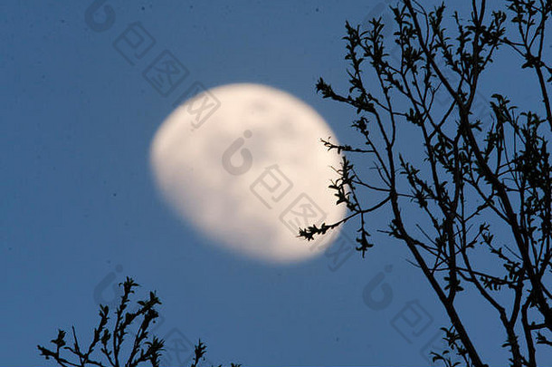 月亮树