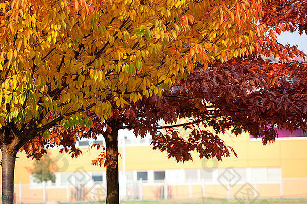 秋天叶子公园红色的黄色的叶子