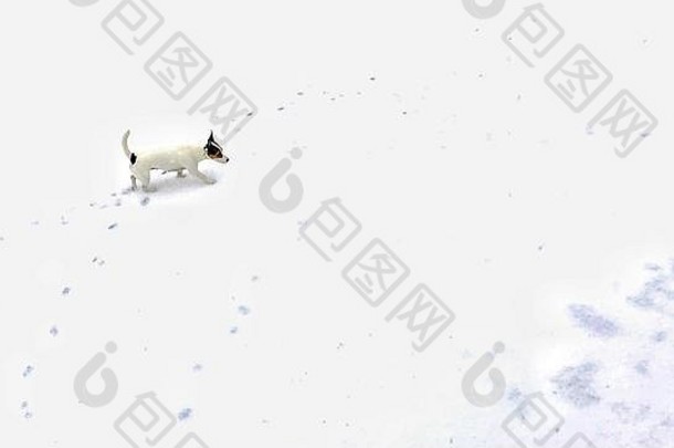 小白色狗的足迹白色雪